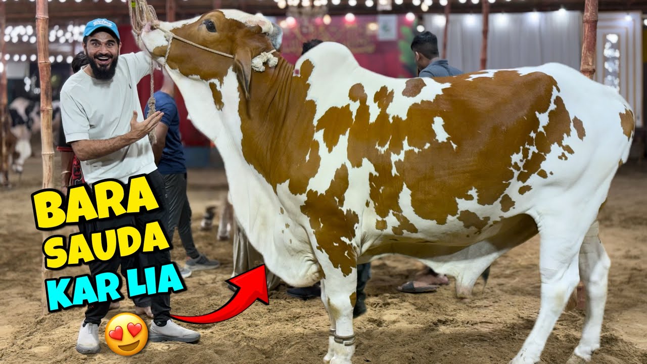 2025 ka sab se bara janwar khareed lia Alhamdulillah 😍🐂 Kitne ka sauda banaya ?