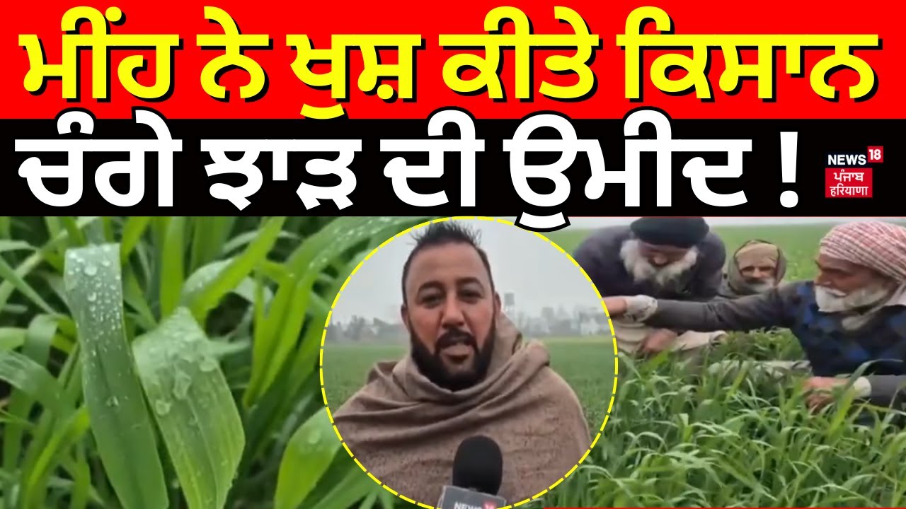 Samana News | ਮੀਂਹ ਨੇ ਖੁਸ਼ ਕੀਤੇ ਕਿਸਾਨ, ਚੰਗੇ ਝਾੜ ਦੀ ਉਮੀਦ! | Punjab Farmers News | News18 Punjab