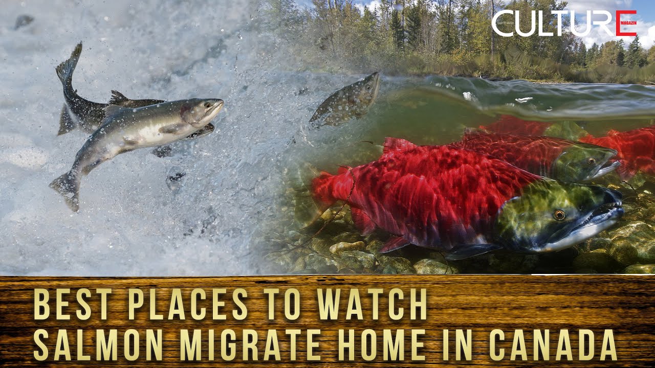 Các điểm đẹp nhất xem Cá hồi di cư về nhà khắp Canada, GTA | Culture Channel