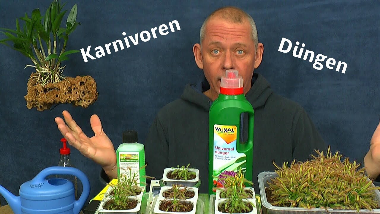 Wir zeigen das man Karnivoren düngen kann man Karnivoren