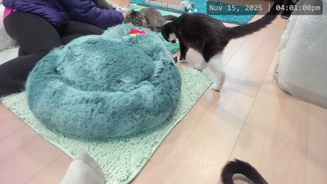 Kitkat Playroom: Bay Goes Home!