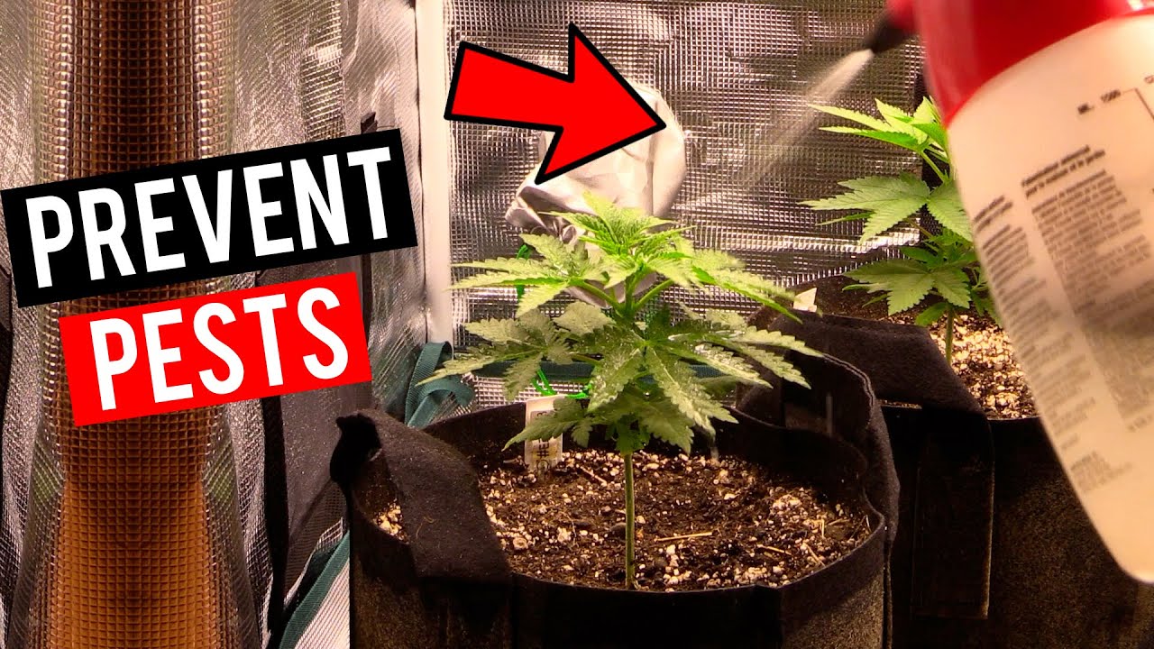 Easy IPM Spray For Cannabis Plants! (Essential Oils For Gardening)