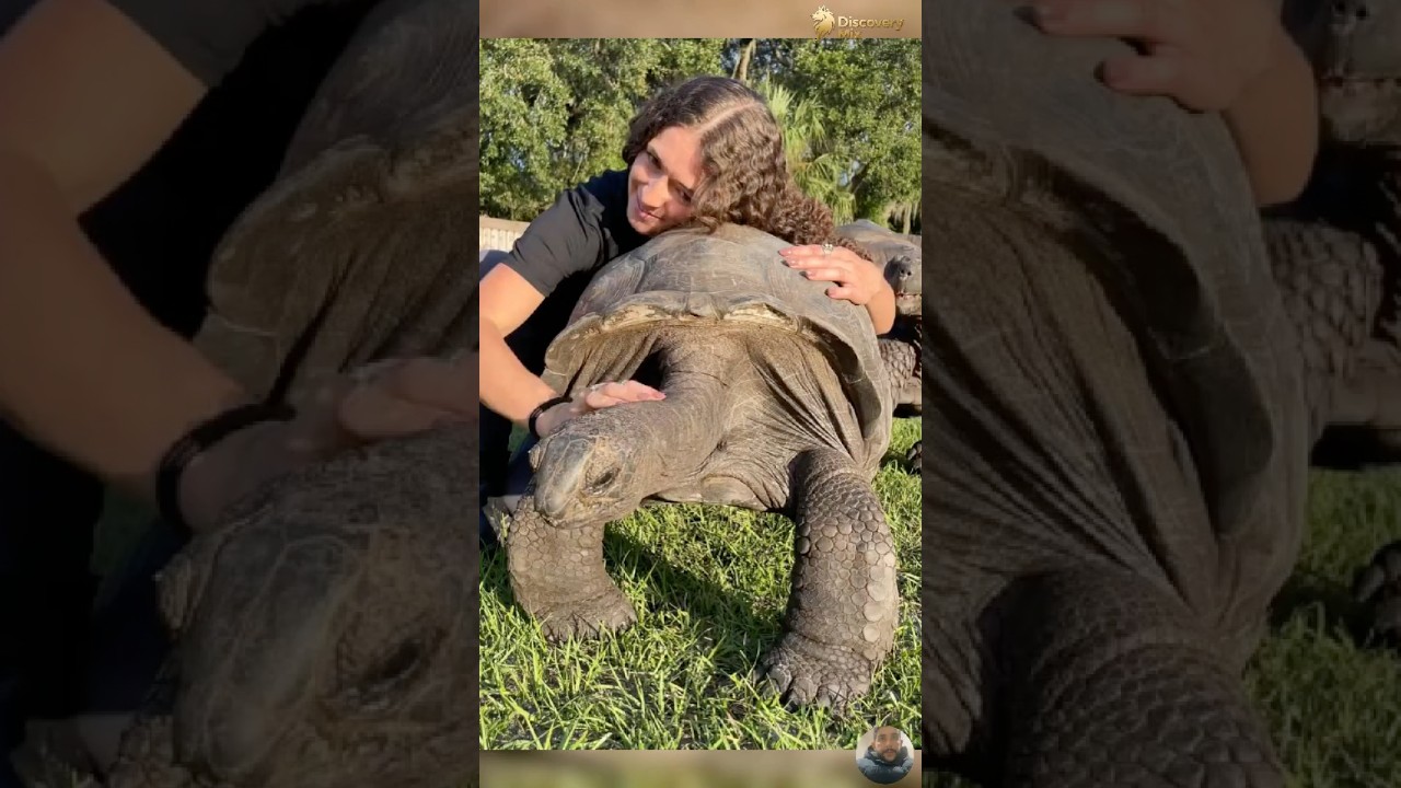 Unexpectedly Funny Animal Clips from the Wild 