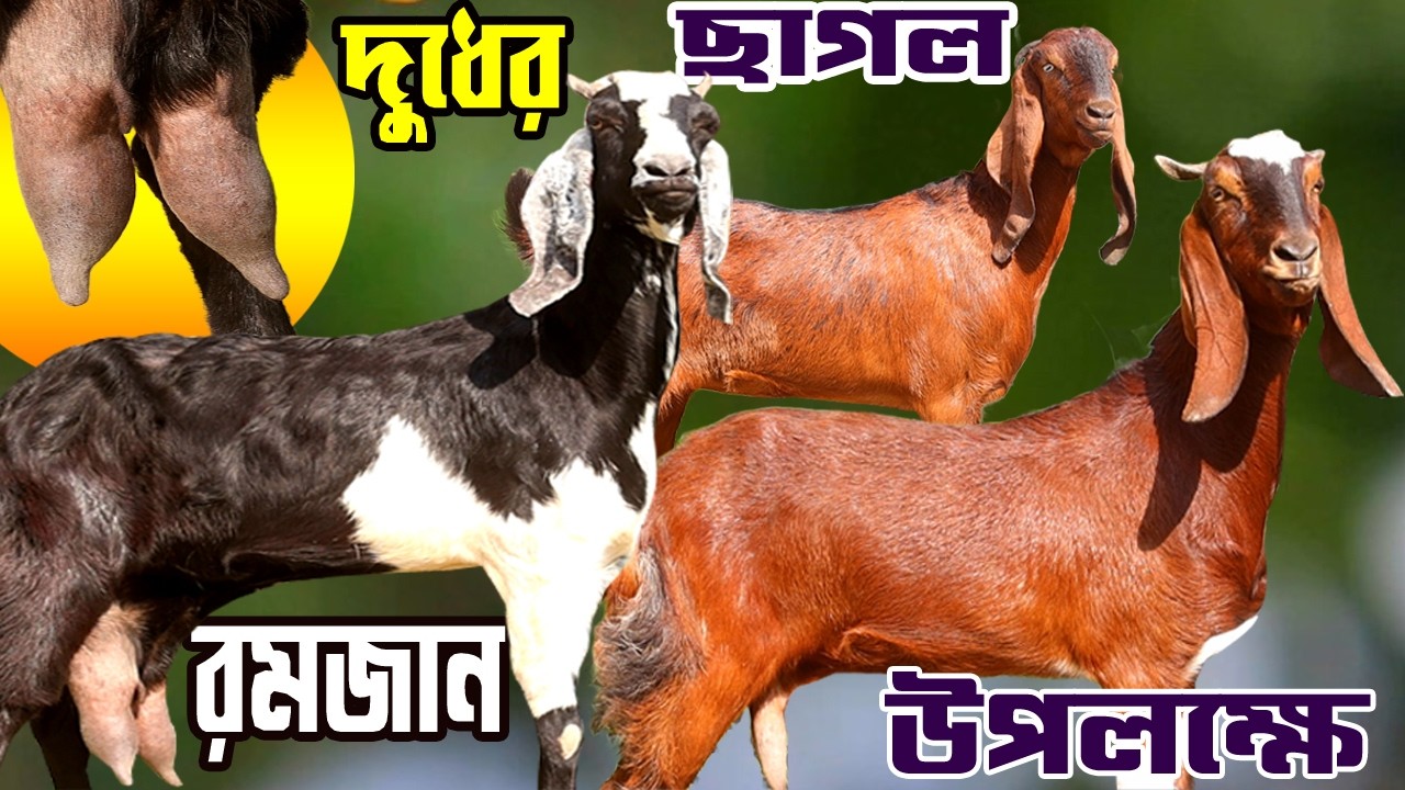 ফাল্গুন অফারে পাচ্ছেন খামার উপযোগী সুপার মানের বিভিন্ন জাতের ছাগল  Rakhal Bondhu