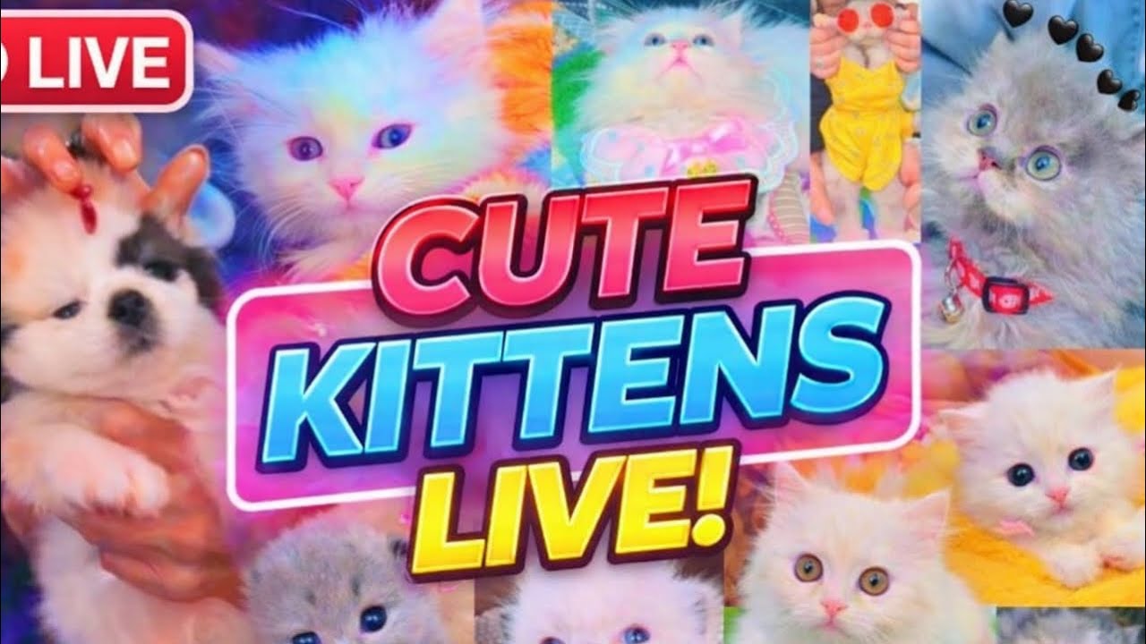 Cute   kitten 🐾 Live 🤩 [32] #cat #ytshorts #livestream #live #foryou #viralvideo #youtubeshorts