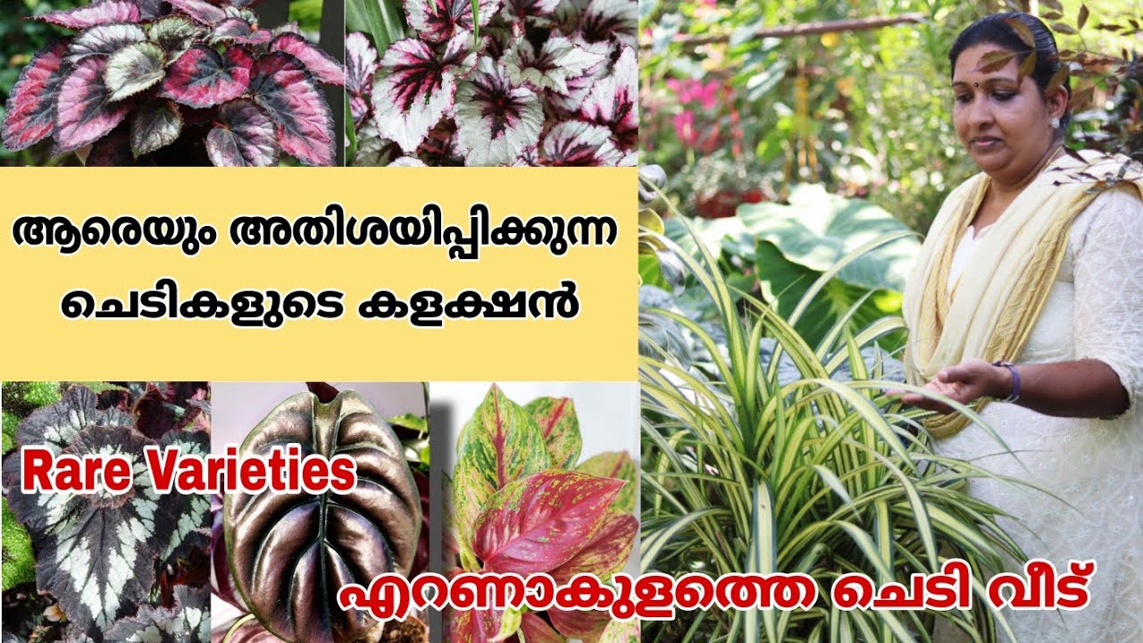 എറണാകുളം ജില്ലയിലെ അതിമനോഹരമായ ചെടി വീട് || 100-ൽ അധികം വെറൈറ്റി ബിഗോണിയ കളക്ഷൻ || Farm Stories