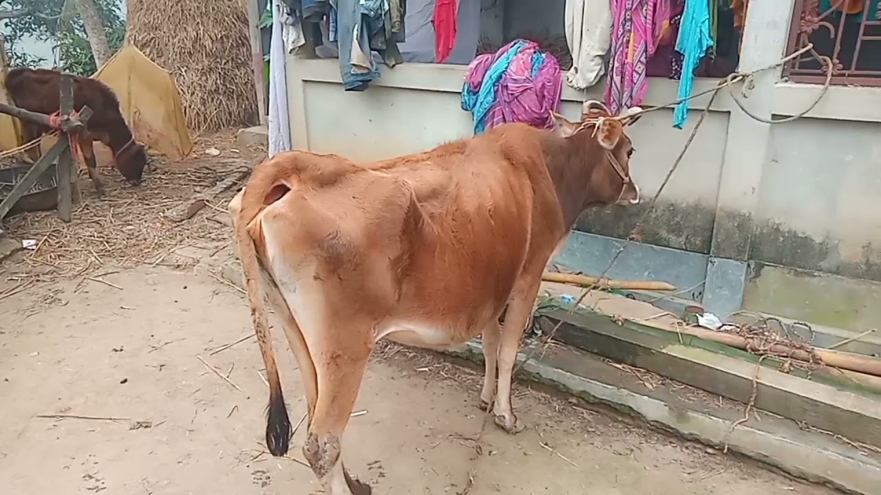 Silent breeding in Cow or Heifer/best time for artificial insemination in cattle/standing heat