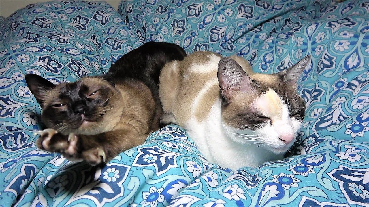 寝る直前に布団の上で既に爆睡してた猫２匹に避けるよう頼んだら😹