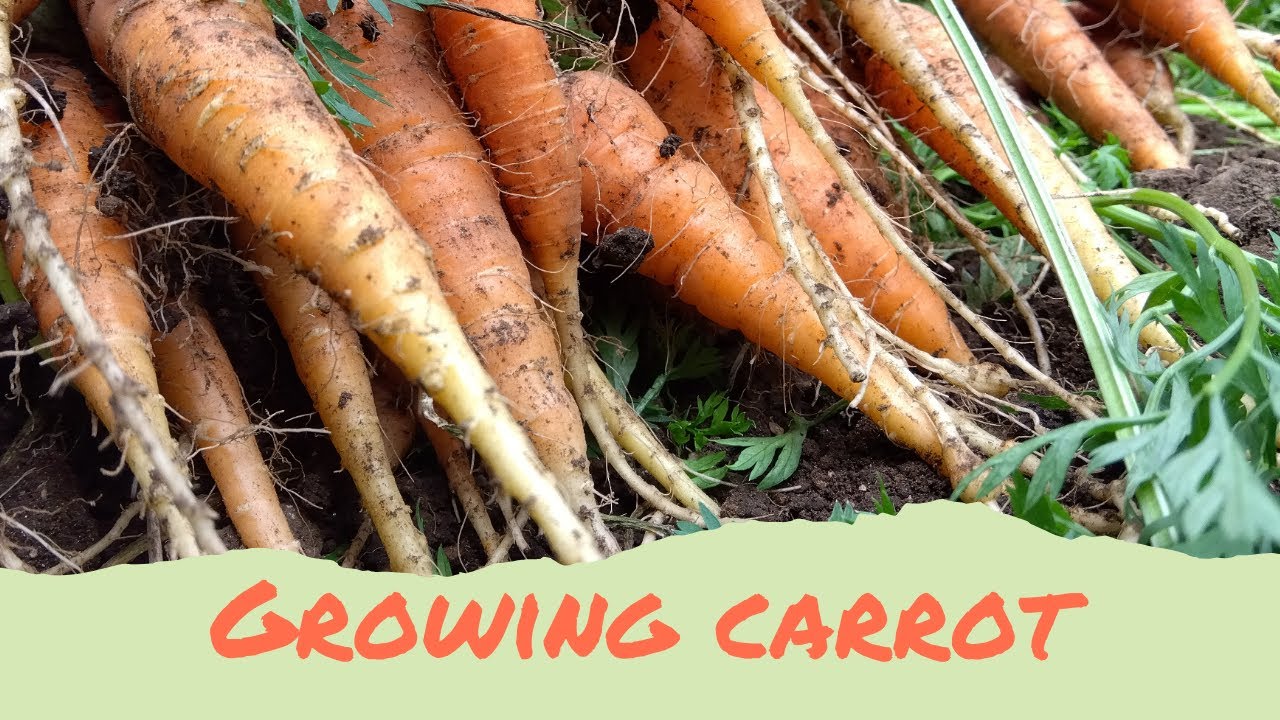 How I Grew Homegrown Carrots in My Small Backyard.
