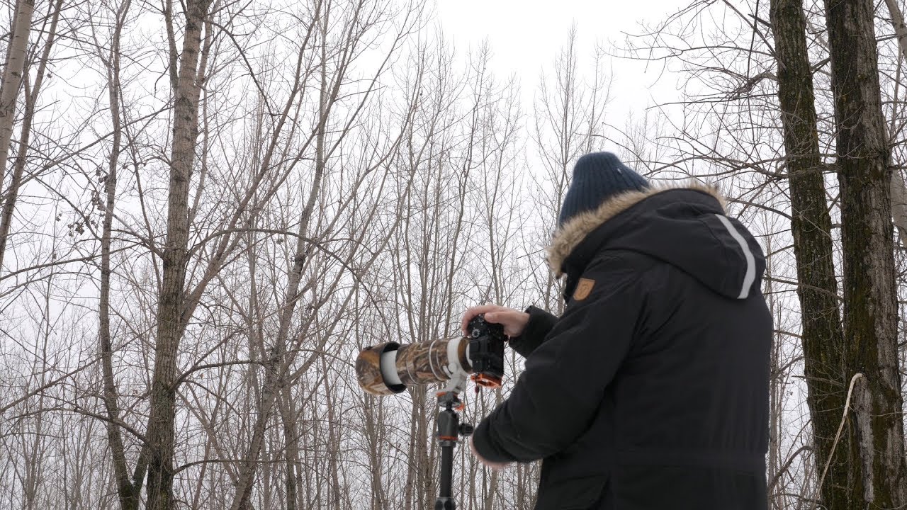 Wildlife Photography - Photographing Deer