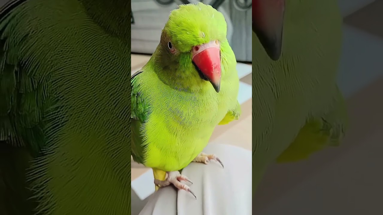(4) parrot sound ll talking parrot ll parrot talking ll parrot short video ll parrot 🦜🦜