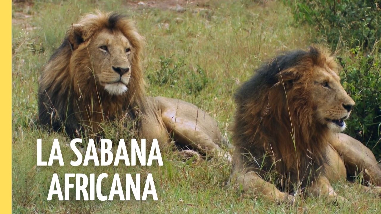 Mundo Salvaje: La Gran Sabana Africana | Leones, Elefantes y Vida Salvaje | Episodio Completo