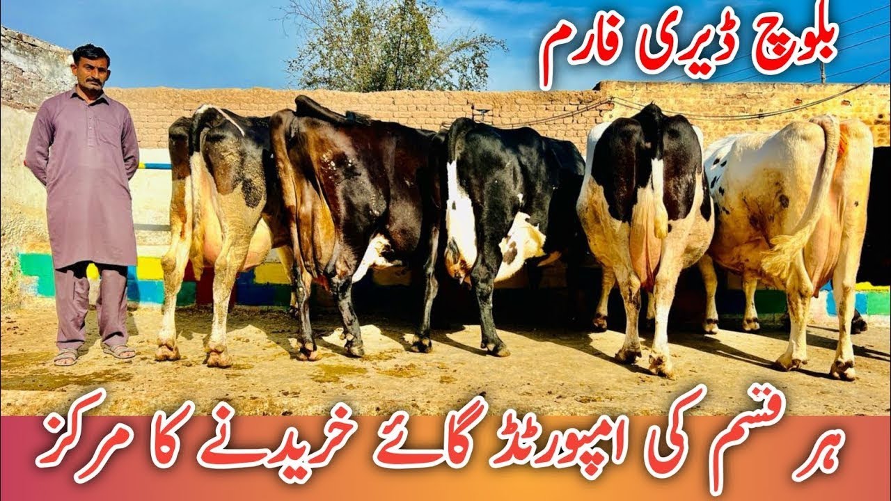 Baloch Dairy Farm | imported cows | Australian Friesian cows | Best cows ever