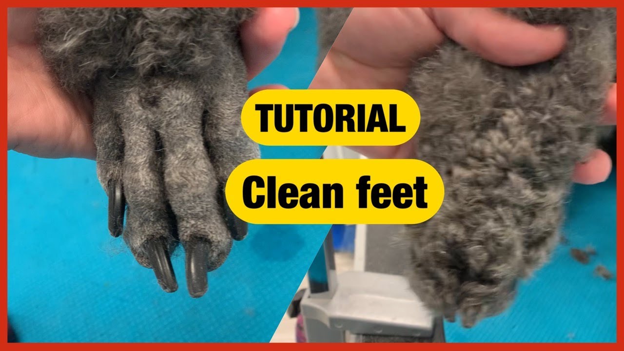 🐩Clean feet step by step TUTORIAL🐩