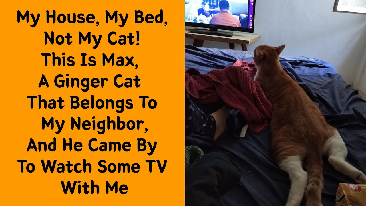 Top 50 ‘Not My Cat’ Moments That Are Too Funny to Handle! - Cute cat