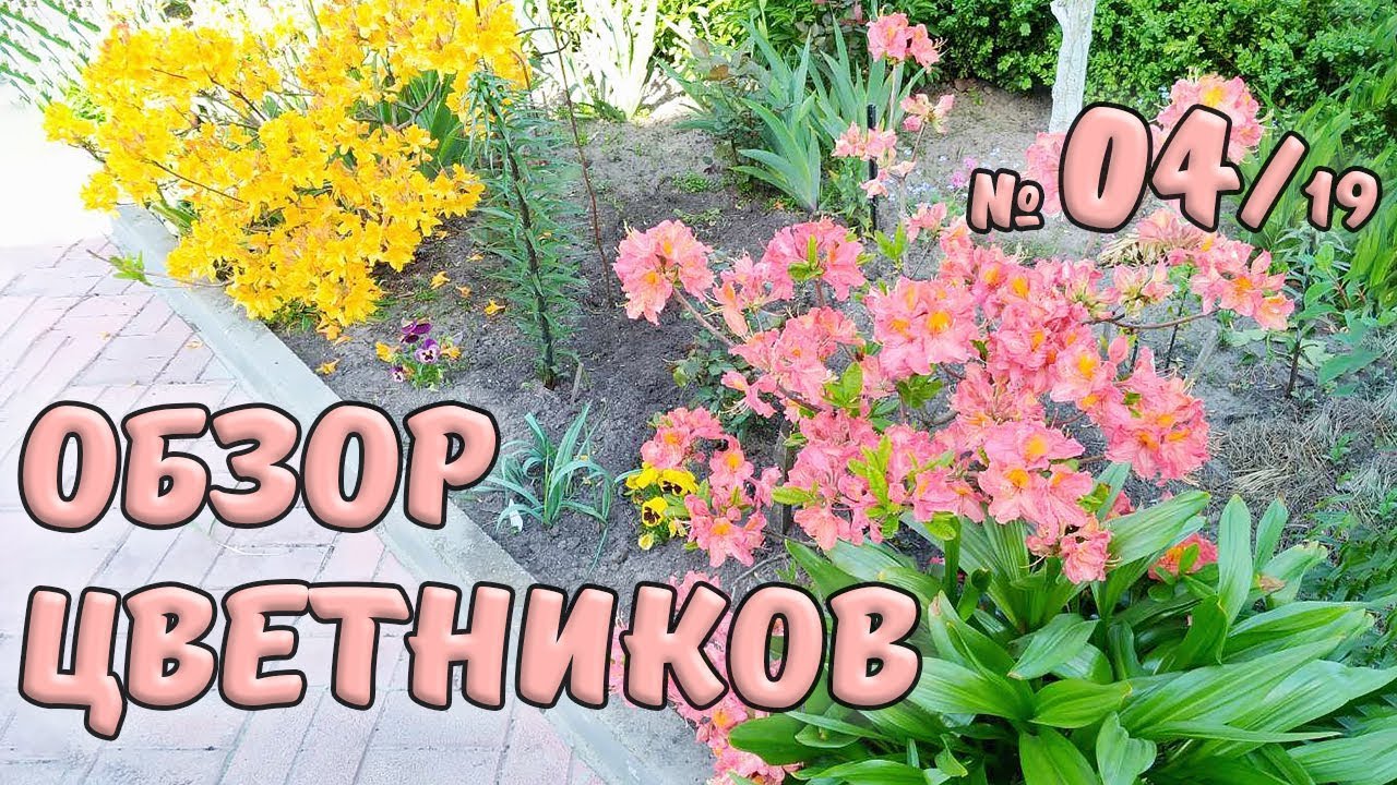 Обзор цветников №4/19. Шикарное цветение азалий и рододендронов