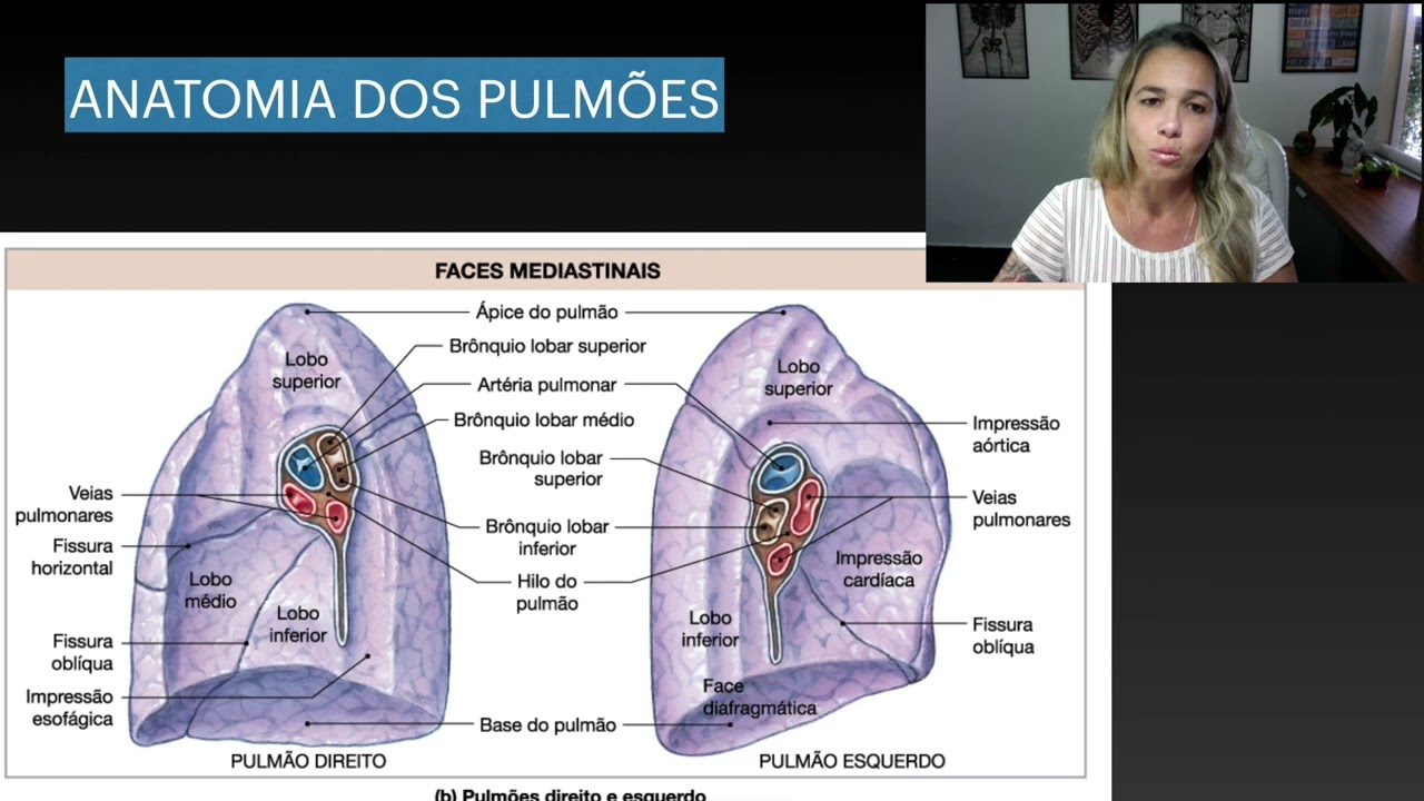 Brônquios Parte 2: Anatomia dos Pulmões