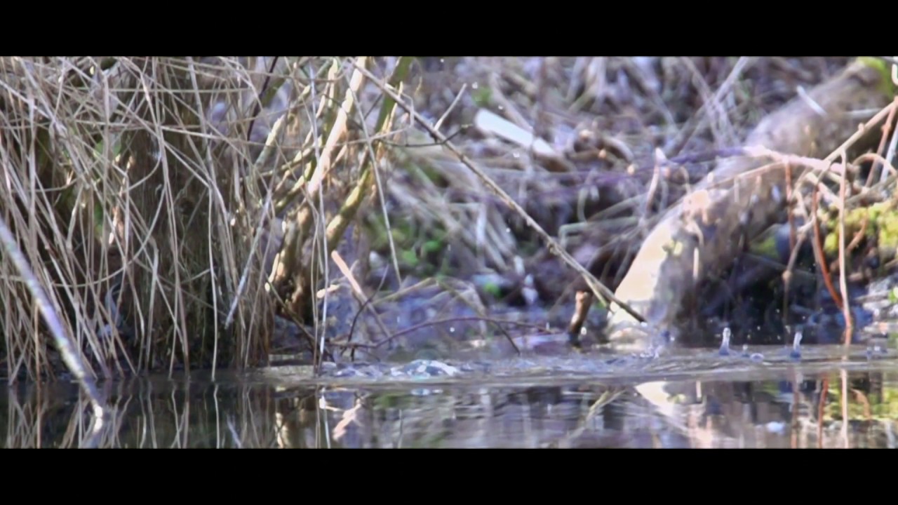 Slow motion Carp nature!!