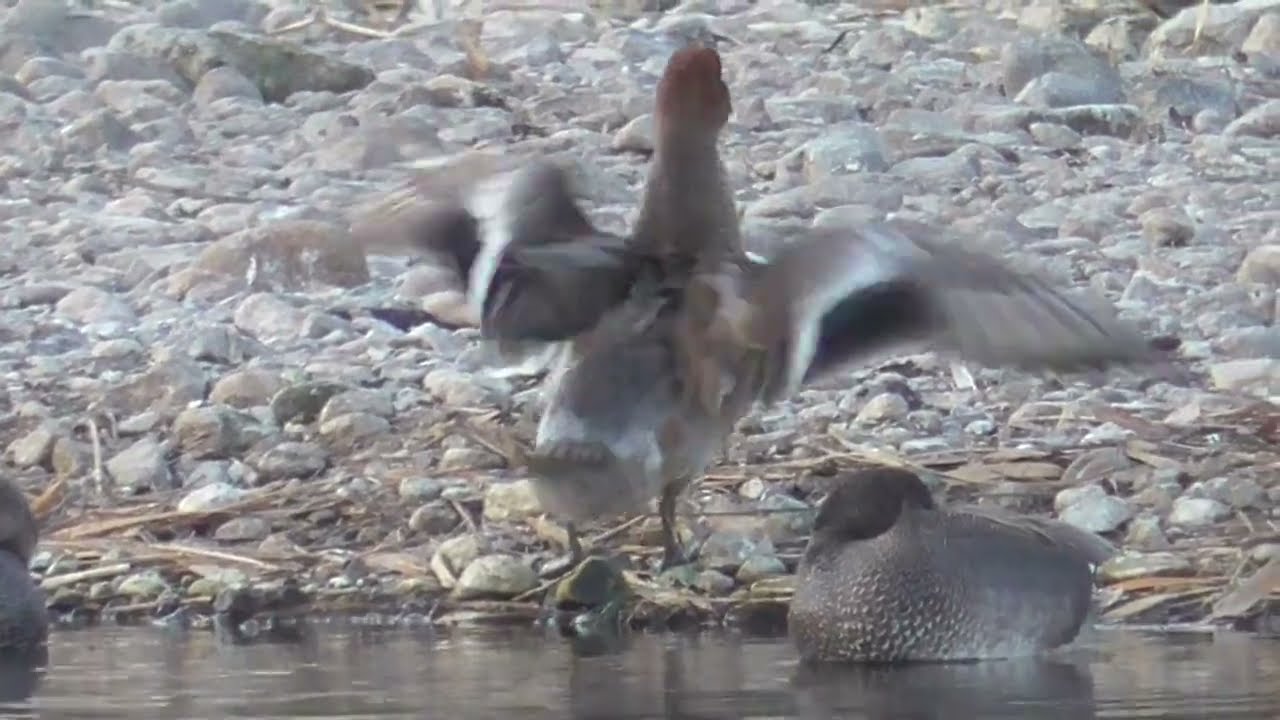 Y0094　Oita River　Morning Meal　Male Wigeon