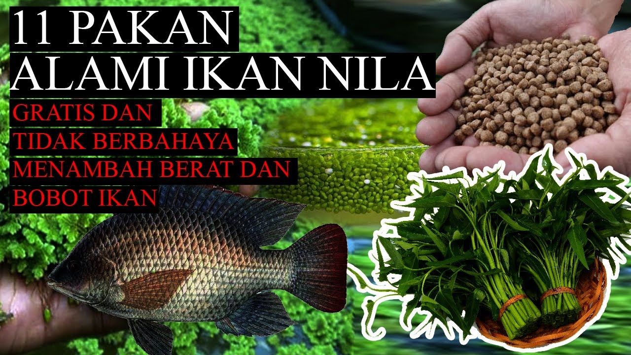11 PAKAN ALAMI IKAN NILA