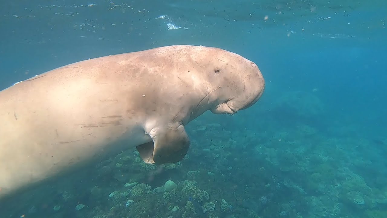 Lahami Bay Juni 2022 (Dugong, Spanische Tänzerin)