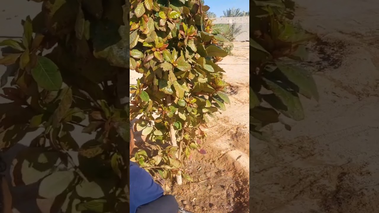 اللوز الحساوي ( البيذام ) . زراعته والعناية به