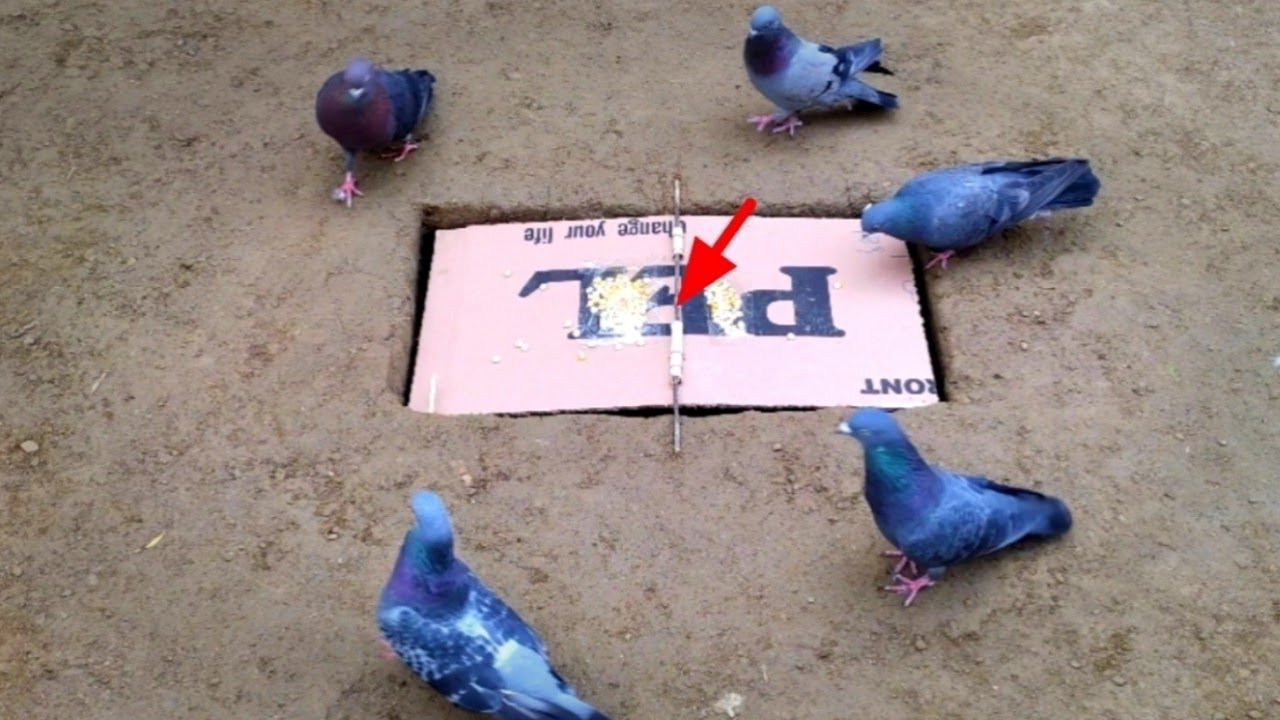 Build underground house | Building underground best bird trap technology | Parrot bird trap