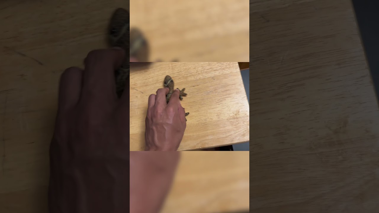 The Cheapest Gaming SETUP?