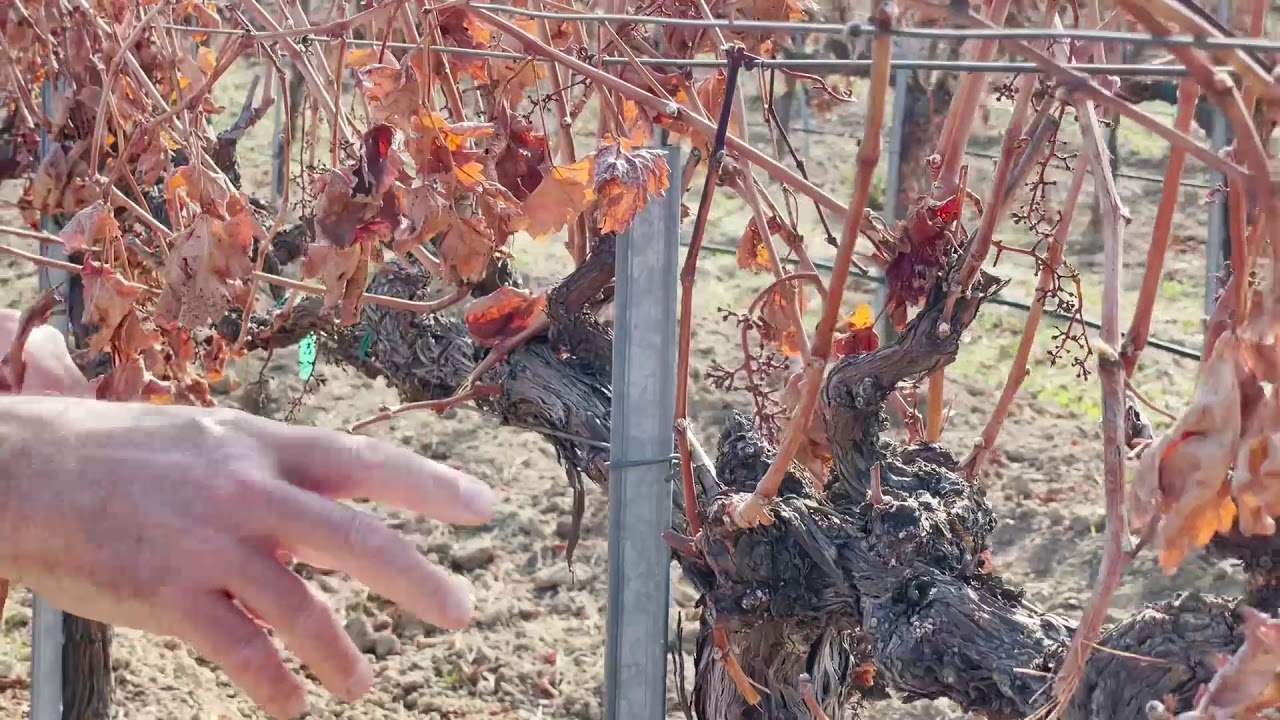In the Vineyard: Pre-Pruning January 26, 2021