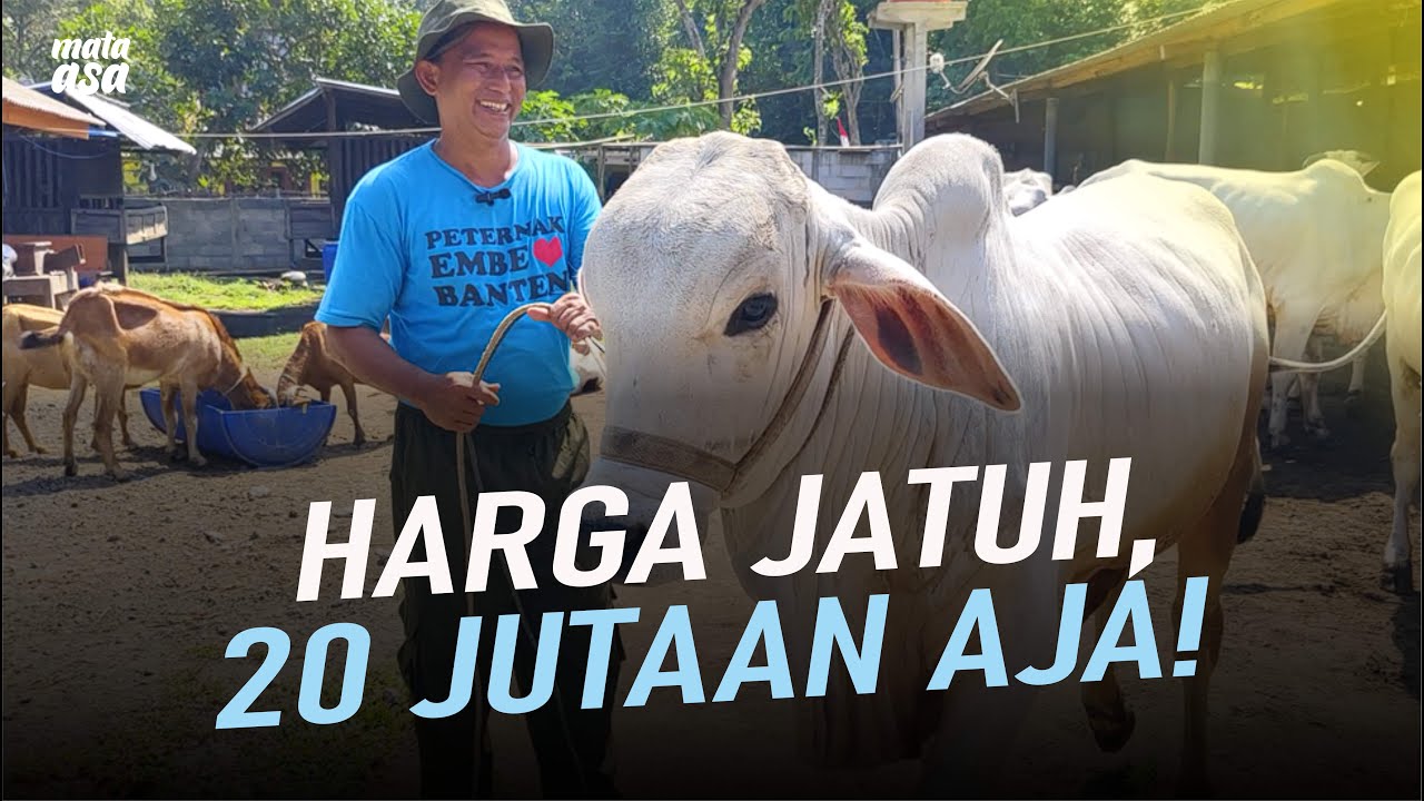 REVIEW LANGSUNG DARI KANDANG! HARGA CUMAN 20 JUTAAN