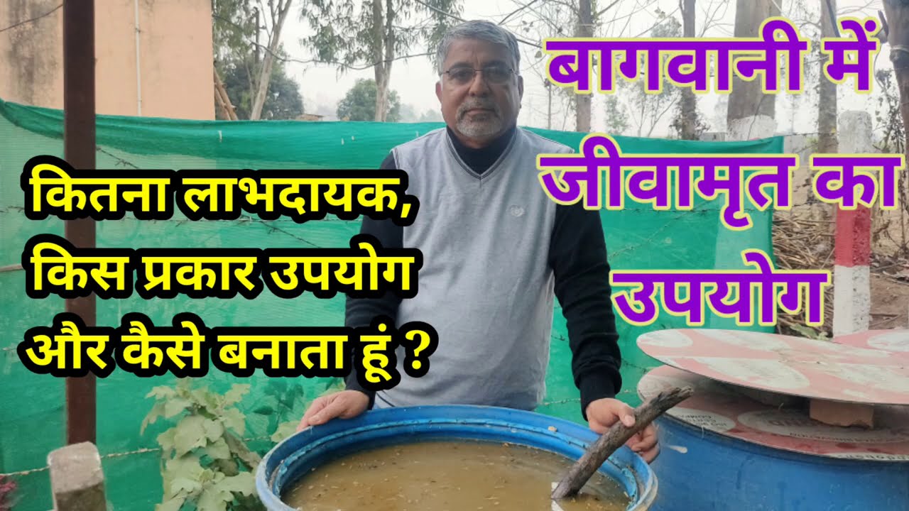 207. बागवानी में जीवामृत का उपयोग कितना लाभदायक ।। Benefits of Jeevamrit in Horticulture