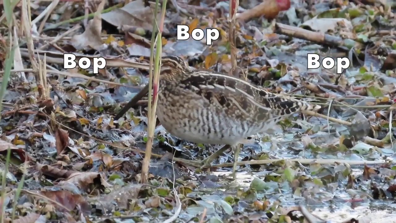 Wilson's Snipe Dancing and Eating