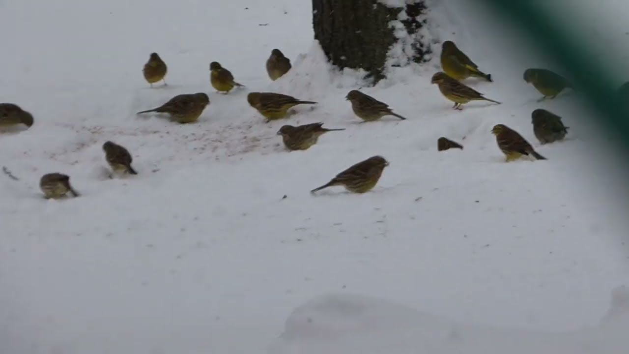 Liczne stado trznadli pod karmnikiem