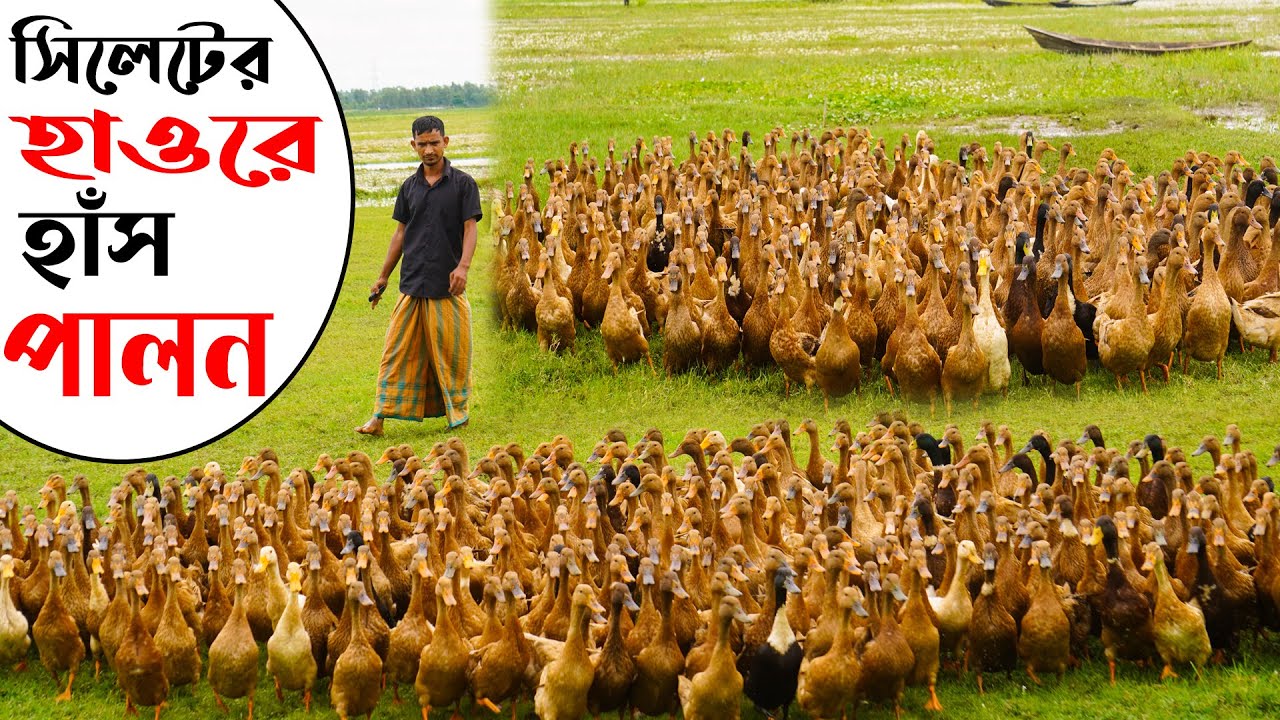 সিলেটের হাওরে হাঁস পালন | হাওরে হাঁস পালন করে লাভবান খামারি  | Duck farming | Khamar Bangla 24.