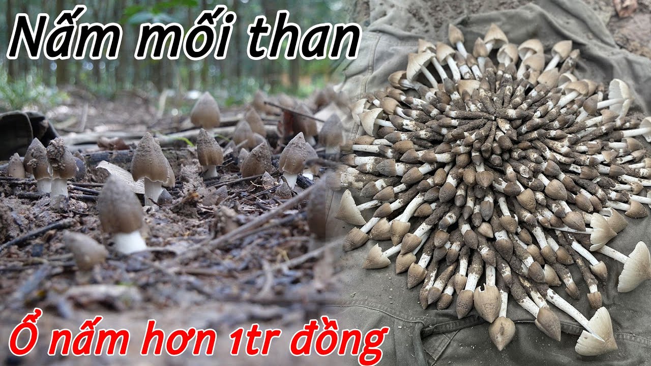 Ổ nấm mối khủng cuối mùa nấm, 1 ổ nấm hơn 1 triệu ✅