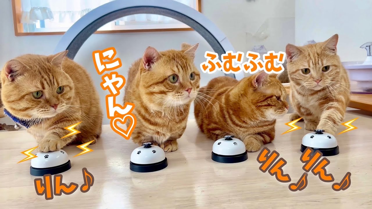 可愛すぎるマンチカンカルテットが残暑見舞いのベル鳴らしをします！ #猫 #マンチカン