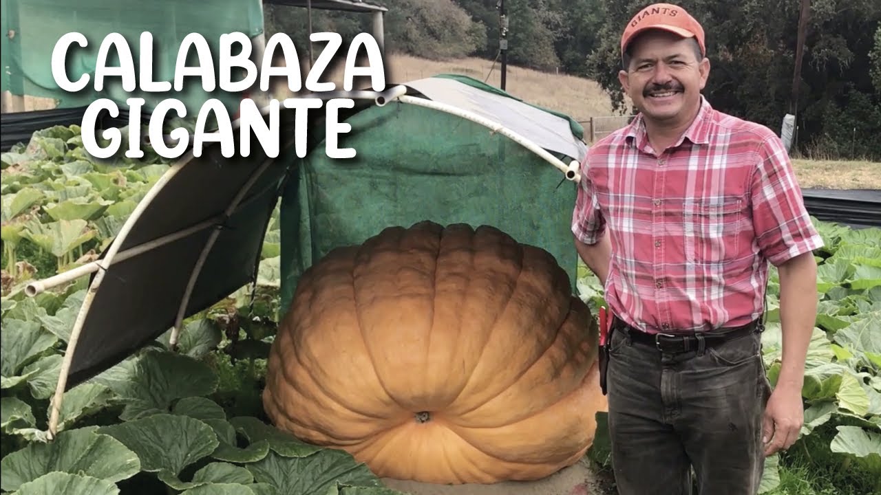 Cultivo de calabaza gigante en Napa, California