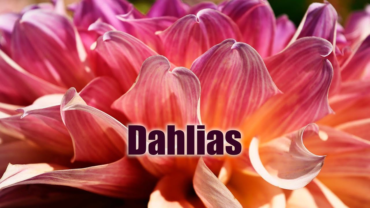 Swan Island Dahlias Farm Oregon | Dahlia Video Catalog