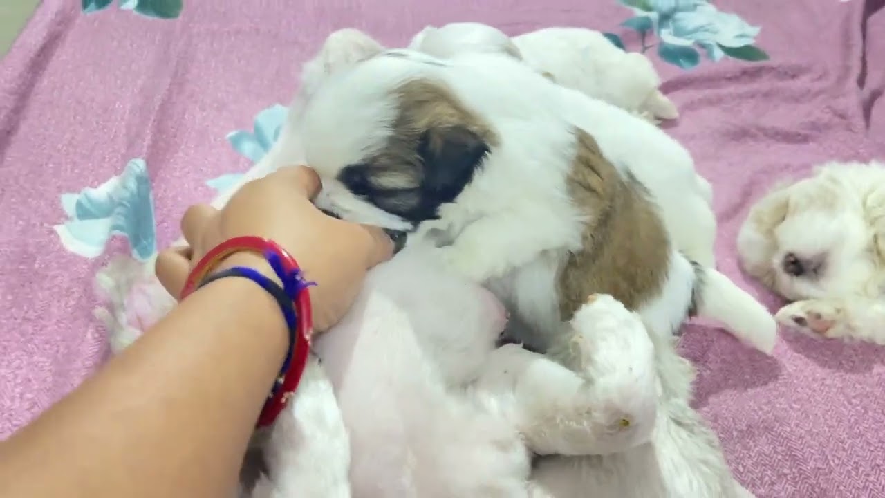 Three week Shih tzu puppies ￼🐶#shihtzudog #cutedog #puppies  ￼