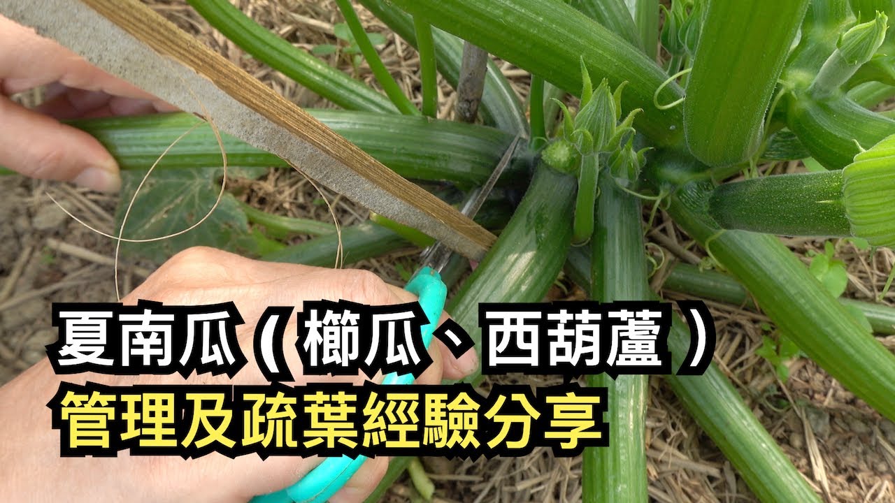 夏南瓜 ( 櫛瓜、西葫蘆 ）管理及疏葉經驗分享