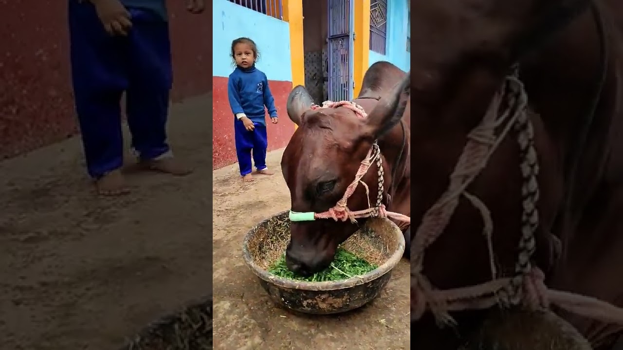 cow's eating Grass