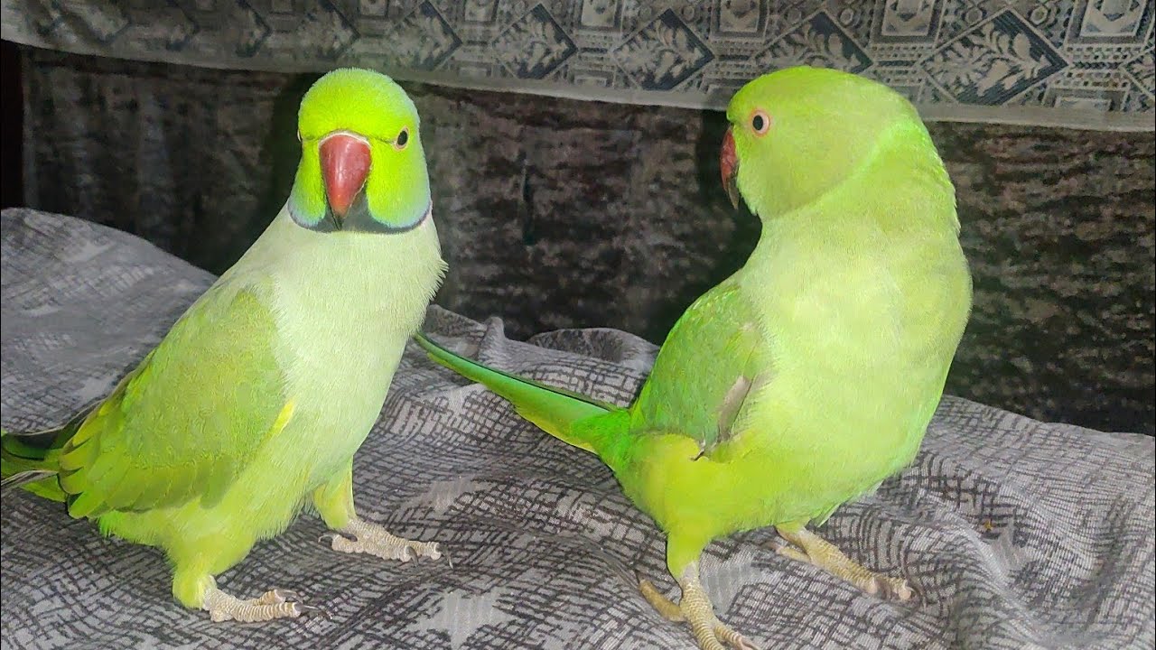 Talking Parrot Mitthuwa Ka Baby Parrot Bahut Chilla Raha hai 🐥