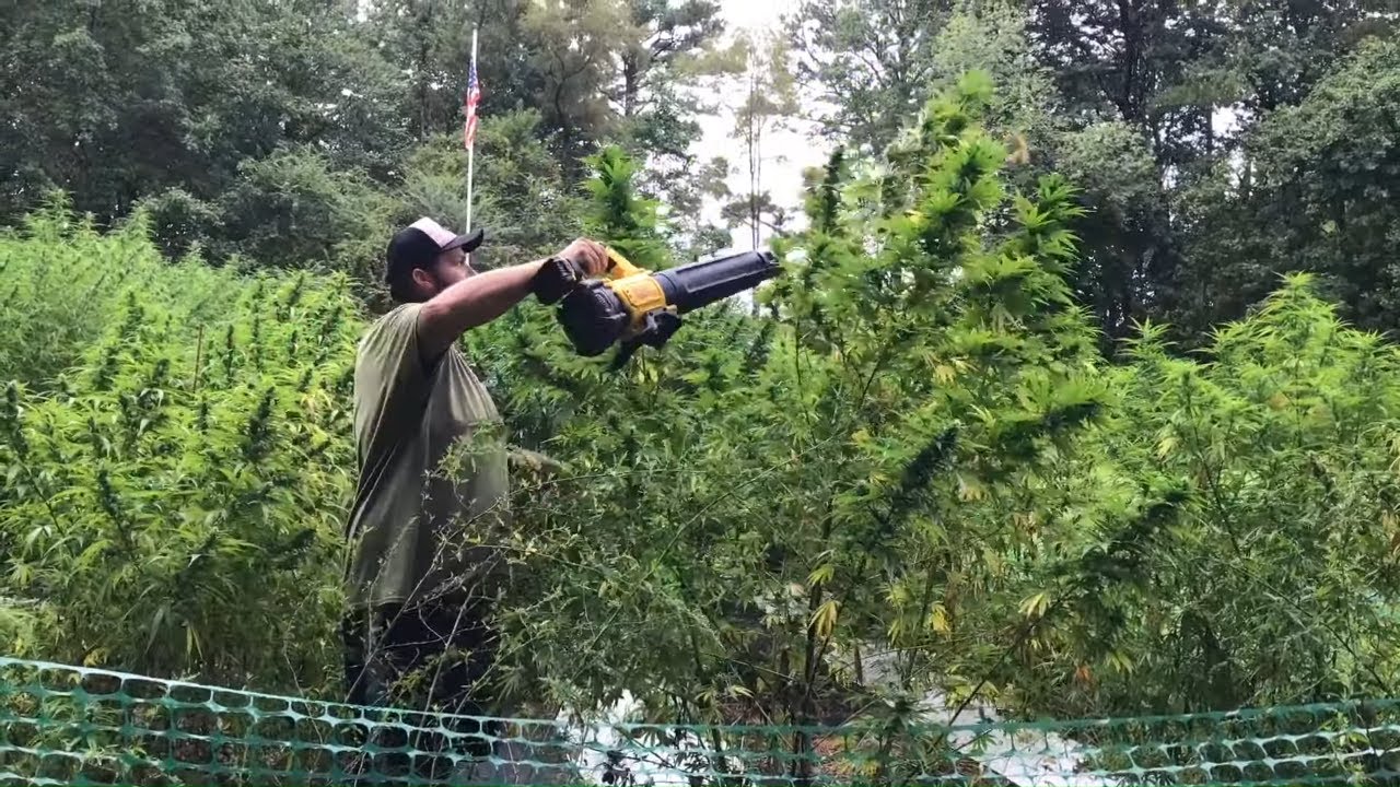 Harvesting Hemp, and the secrets to a great harvest.
