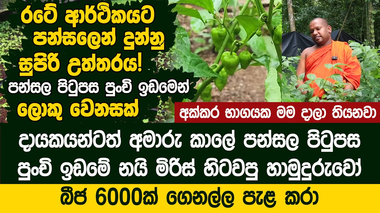 නයි මිරිස් හිටවලා මාස දෙකෙන් කරල් කැඩුවා - Dark Green Scotch Bonnet | DILCO