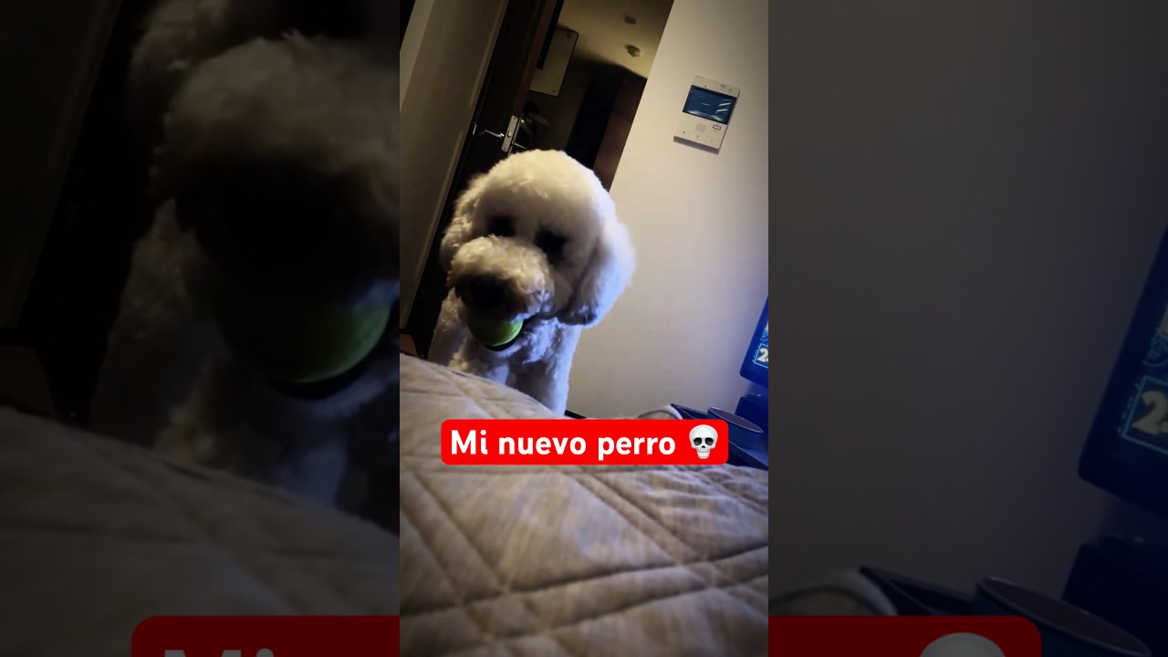 Qu&eacute; tal mi nuevo perro? 🐶 😳 #misterio #shorts