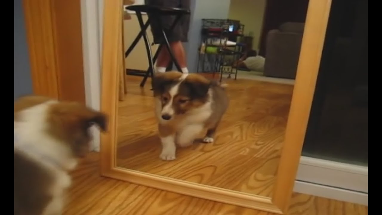 Cats and dogs vs mirror for the first time - Funny animal compilation