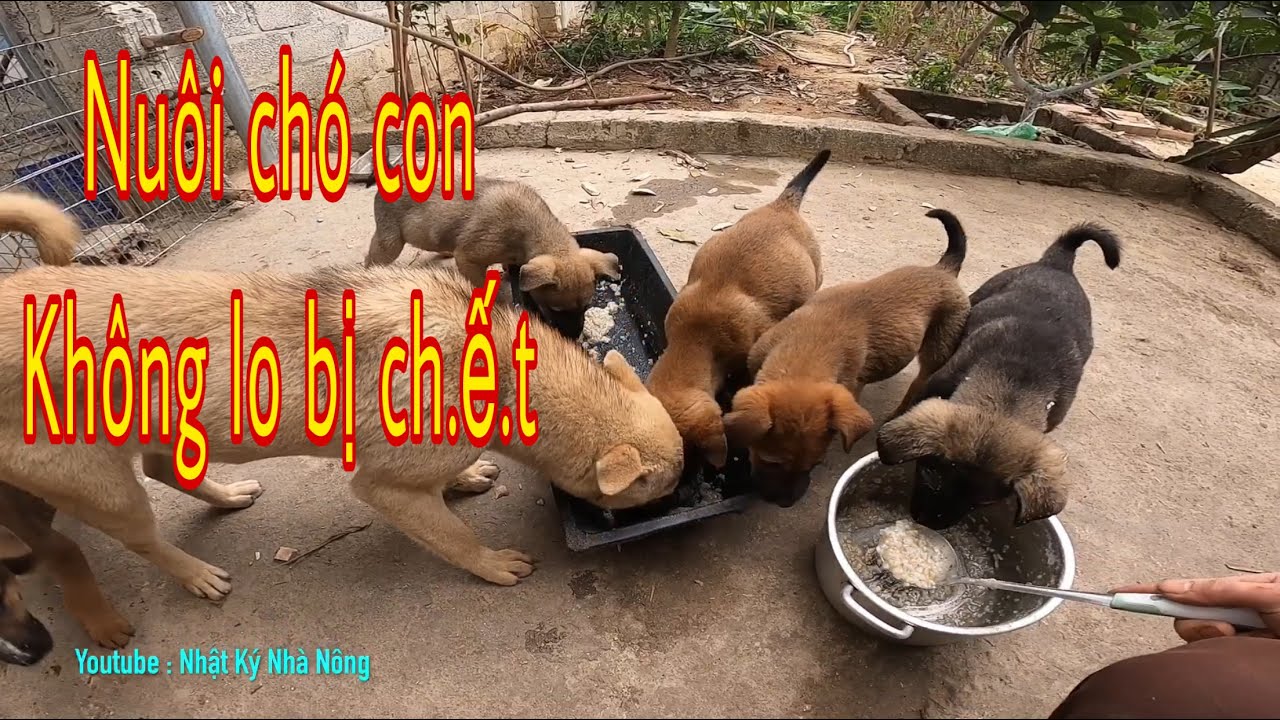 Cách nuôi cho con không  lo bị bệnh /dog / Thú cưng | NKNN