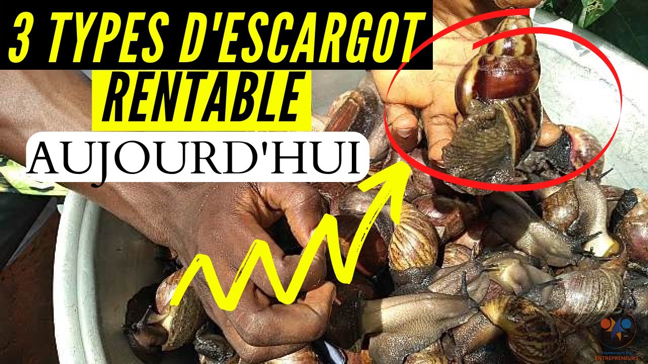 3 espèces D'ESCARGOT élevées en Afrique (élevage d'escargot un BUSINESS très rentable) HELICICULTURE