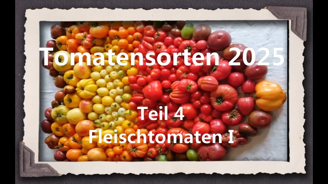 Tomatensorten 2025 Teil 4 - Fleischtomaten I