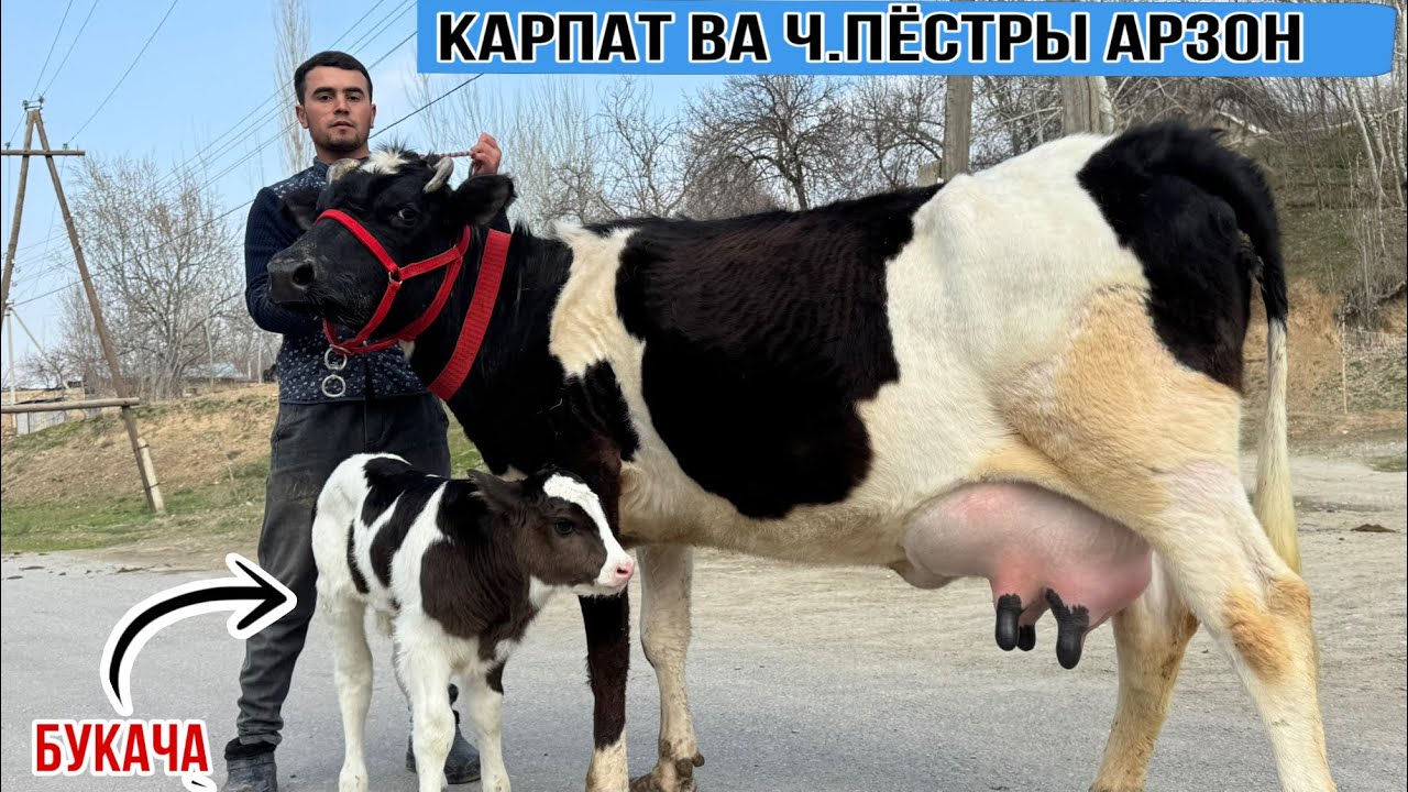 2-САР ОЧА БАЧАХОИ АРЗОН АЗ САЛОХИДДИН 18 марта 2026 г.